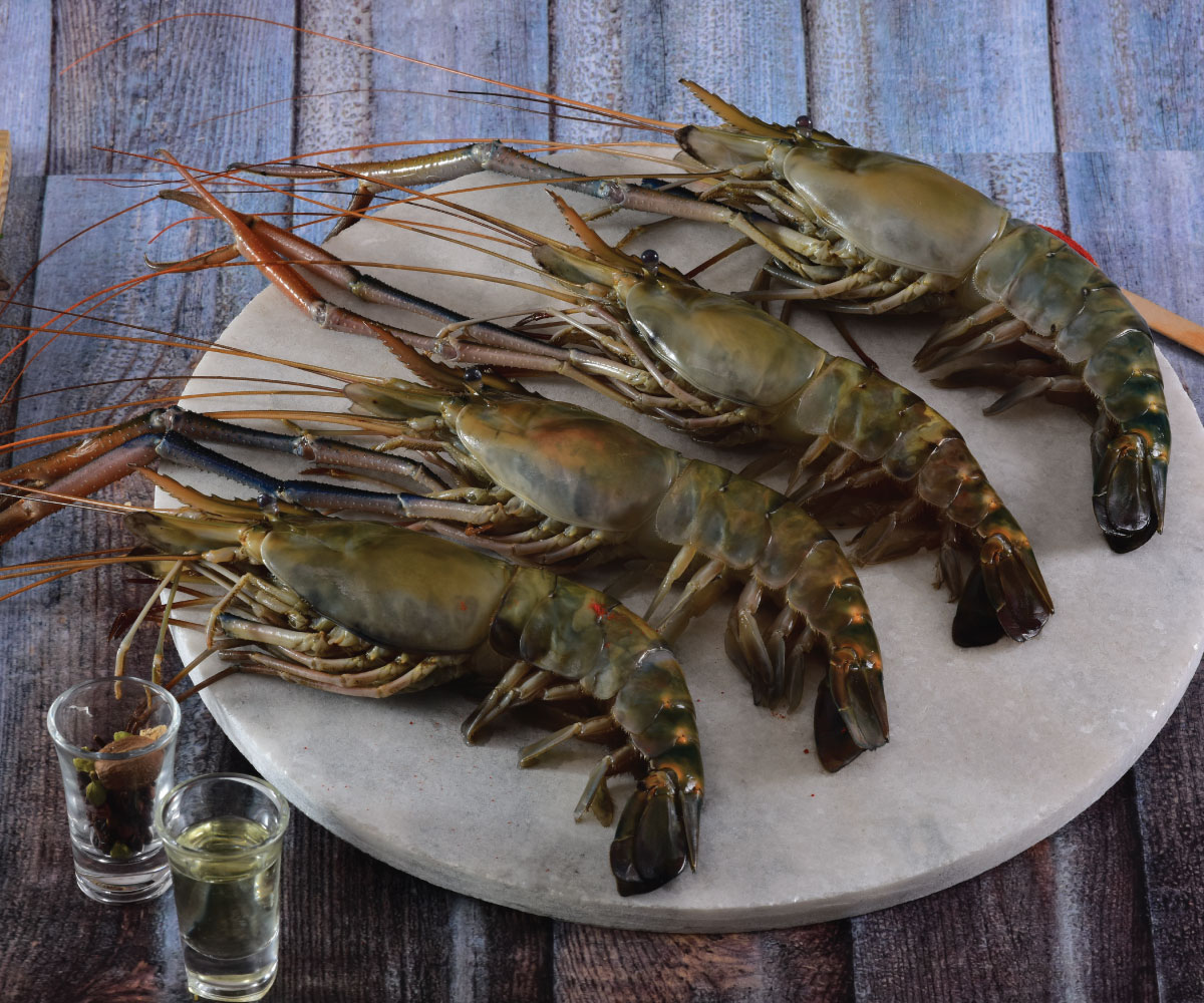 Scampi Whole Medium